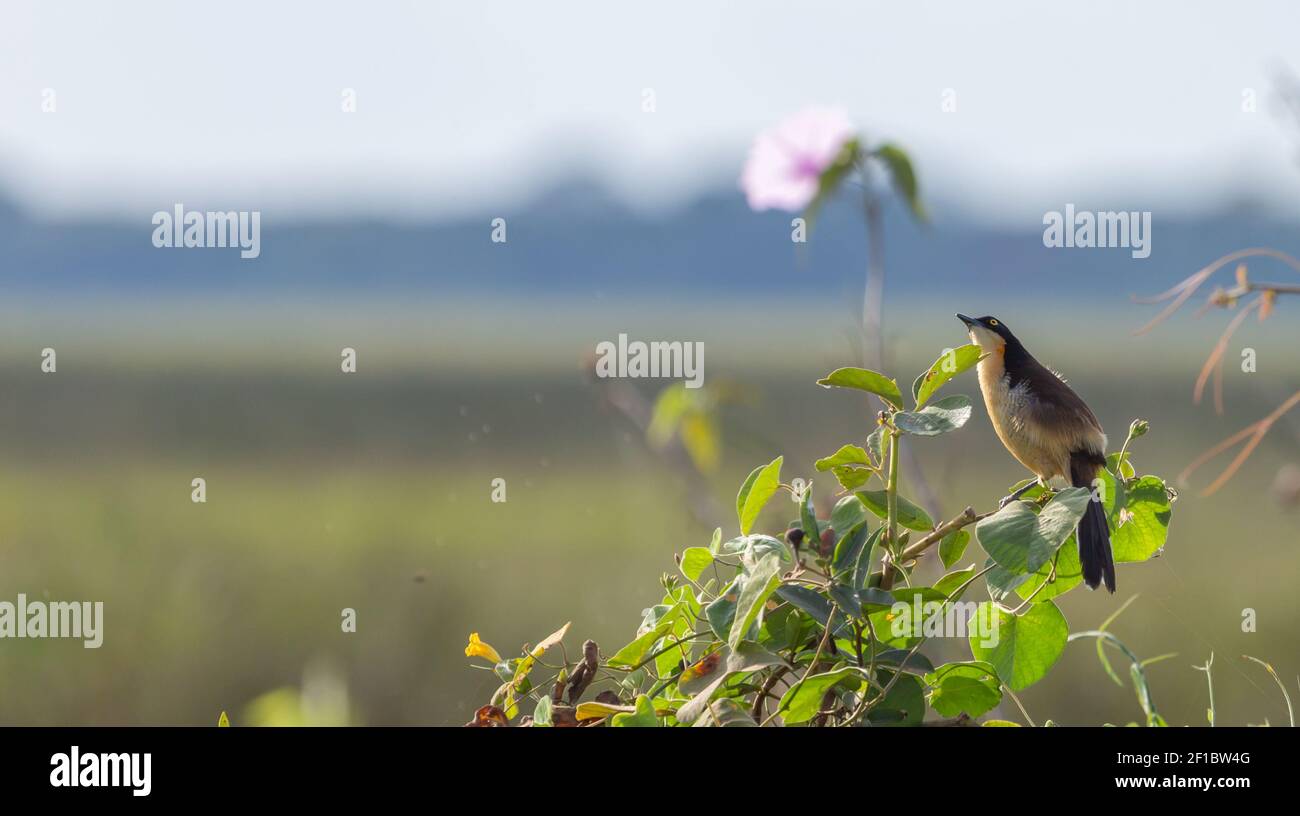 Brasilianischer Vogel: Schwarzer Donacobius, der in einem Baum entlang der Transpantaneira im nördlichen Pantanal in Mato Grosso, Brasilien, sitzt Stockfoto