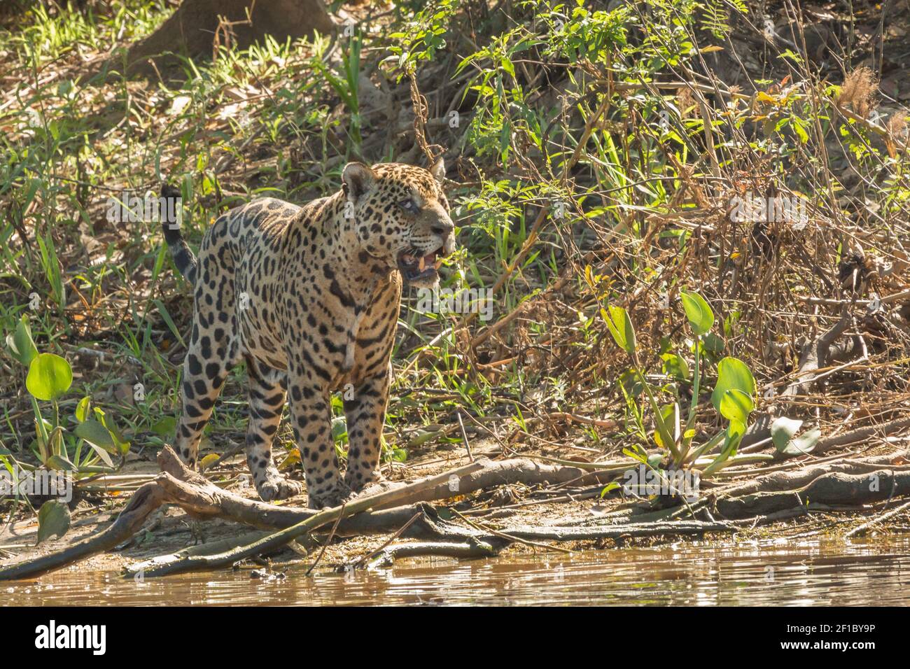 Frontansicht eines Jaguar im nördlichen Pantanal in Mato Grosso, Brasilien Stockfoto