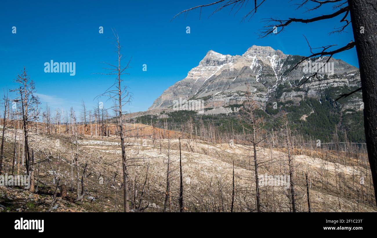 Waldbrände beeinflussten die alpine Landschaft mit verbrannten Bäumen, aufgenommen im Waterton National Park, Alberta, Kanada Stockfoto