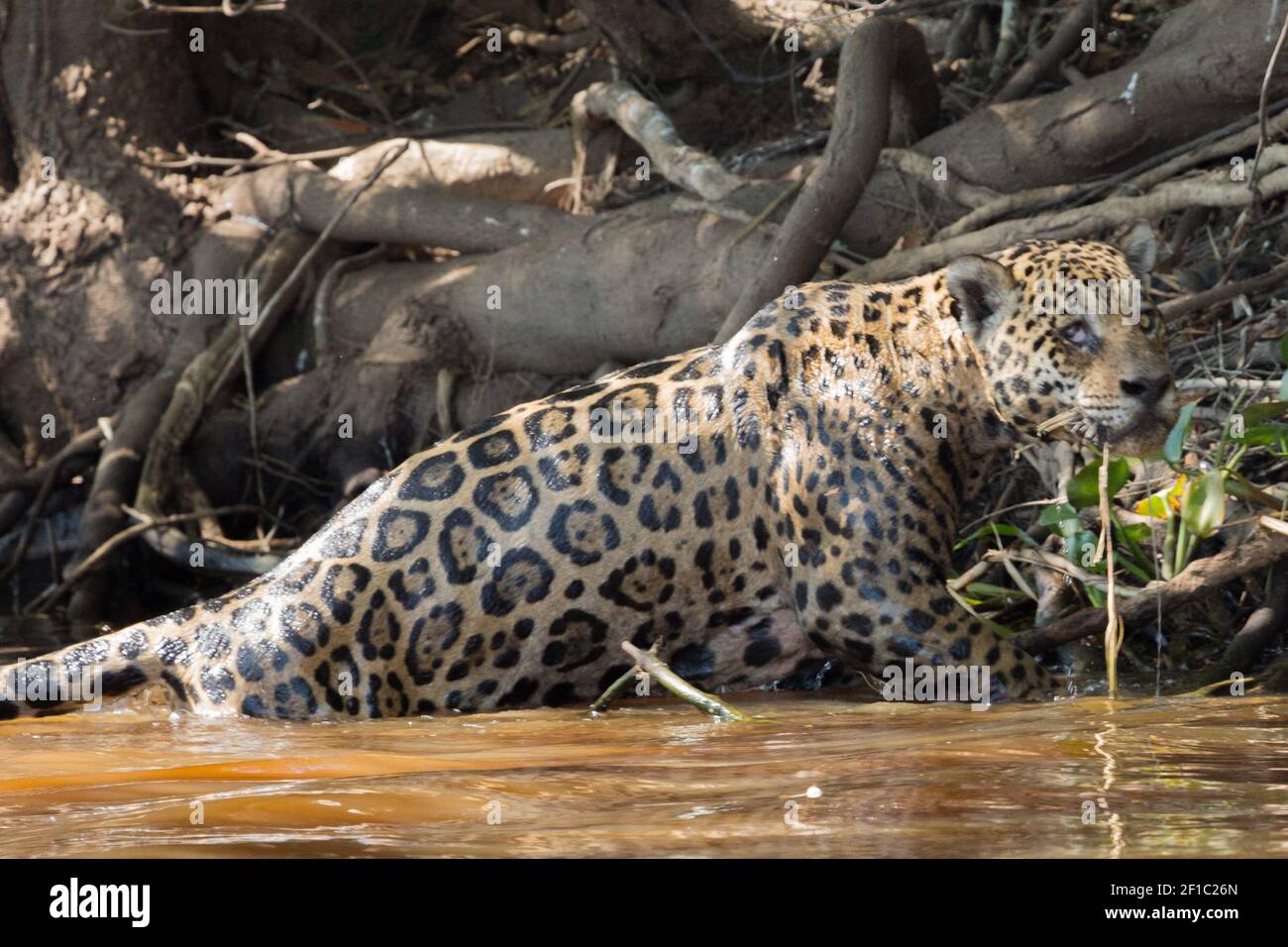Jaguar kommt aus dem Wasser im Pantanal Stockfoto