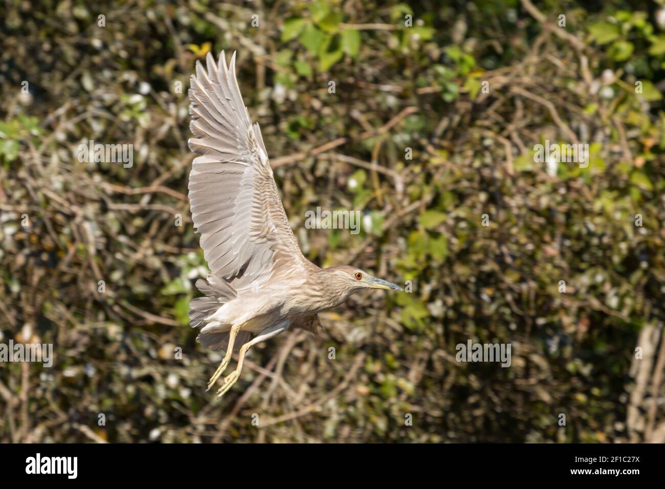 Fliegender Nachtreiher (Nycticorax nycticorax) im nördlichen Pantanal in Mato Grosso, Brasilien Stockfoto