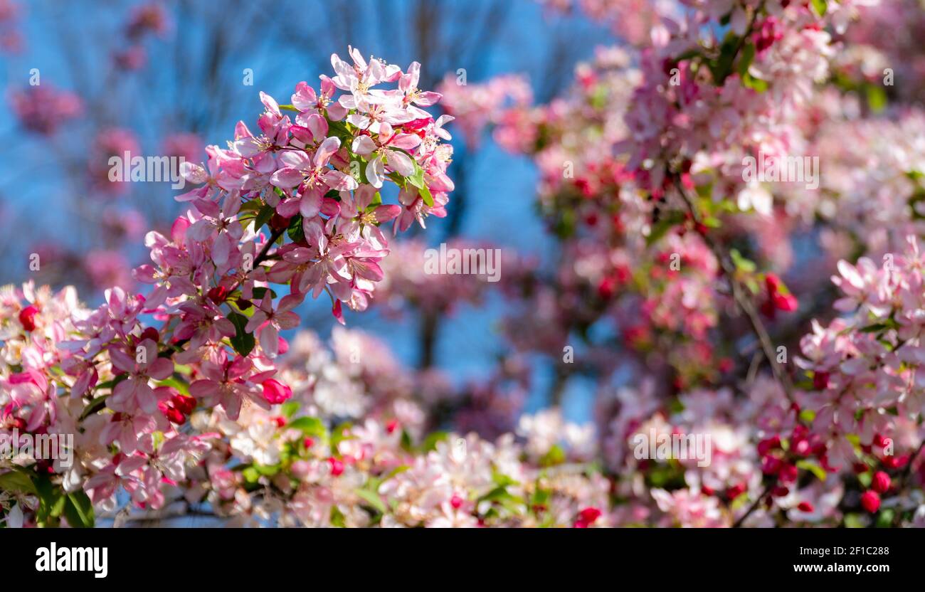 Weiße und rosa Apfelblüten auf einem Apfelbaum an einem sonnigen Tag. Blühende Frühlingsblumen vor blauem Himmel. Nahaufnahme mit schönem Bokeh-Backgro Stockfoto