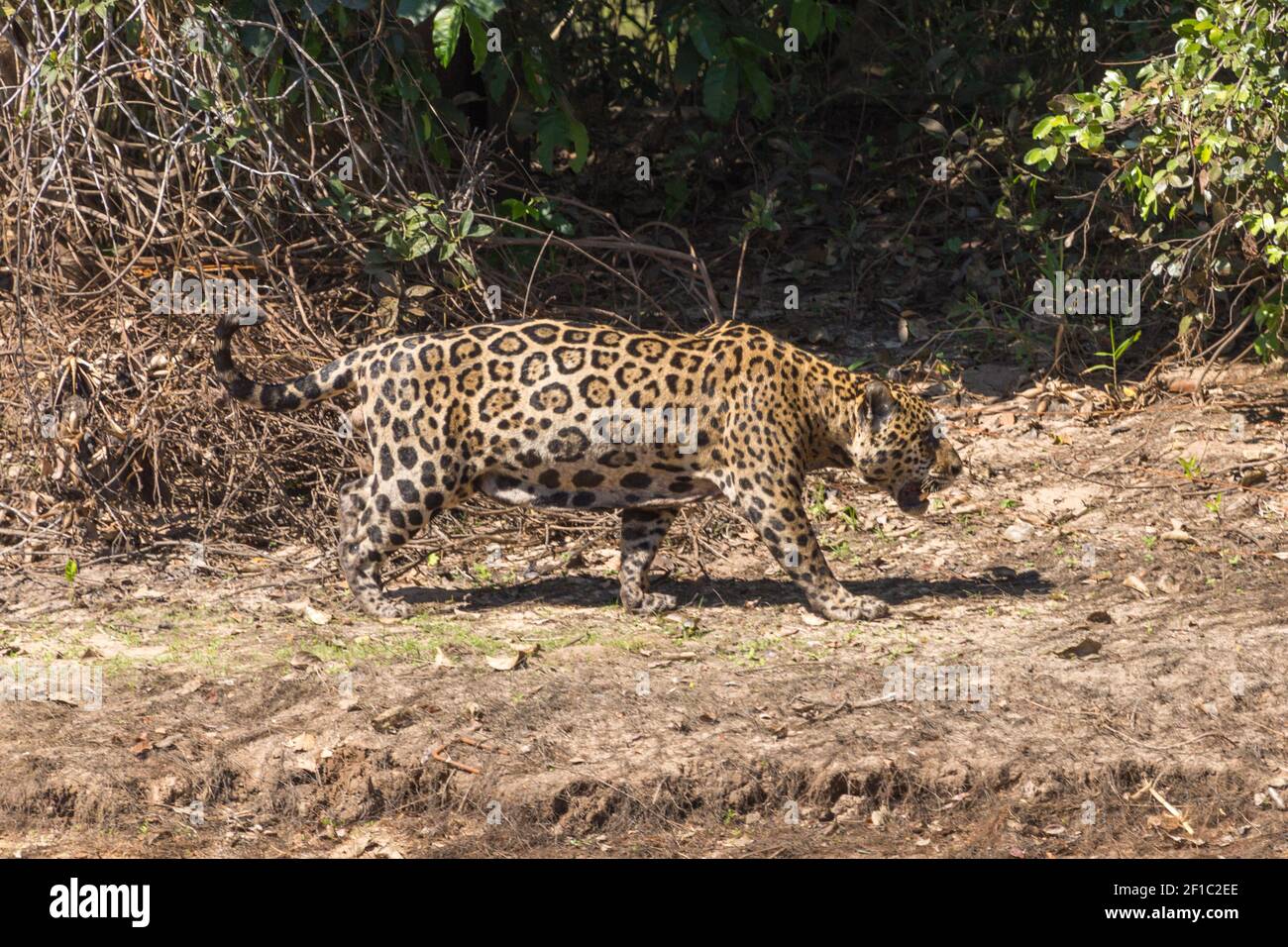 Brasilianische Tierwelt: Panther onca (Jaguar) Jagd im baks des Rio Sao Lourenco im nördlichen Pantanal in Mato Grosso, Brasilien Stockfoto