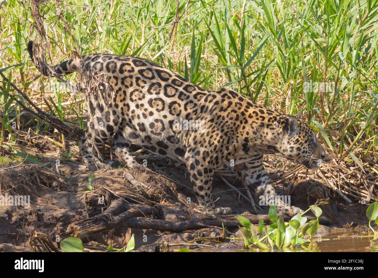 Tierwelt Südamerikas: Jaguar (Panther onca) auf der Jagd nach Beute im nördlichen Pantanal in Mato Grosso, Brasilien Stockfoto