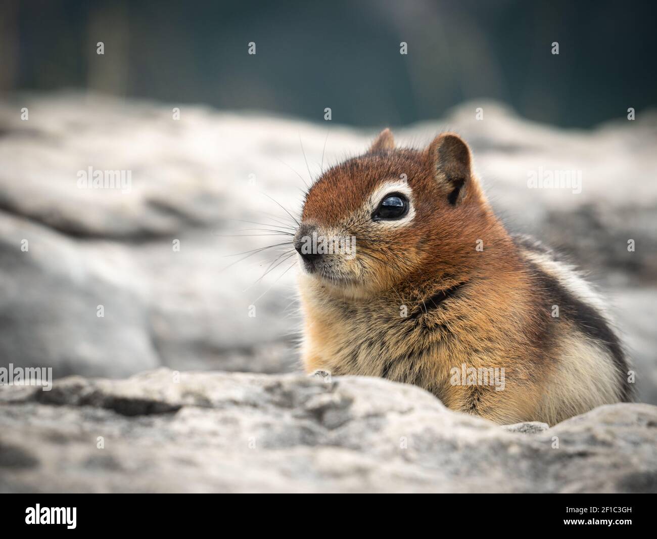 Niedlicher Streifenhörnchen aus der Nähe, aufgenommen am Lake Minnewanka, Banff National Park, Alberta, Kanada Stockfoto