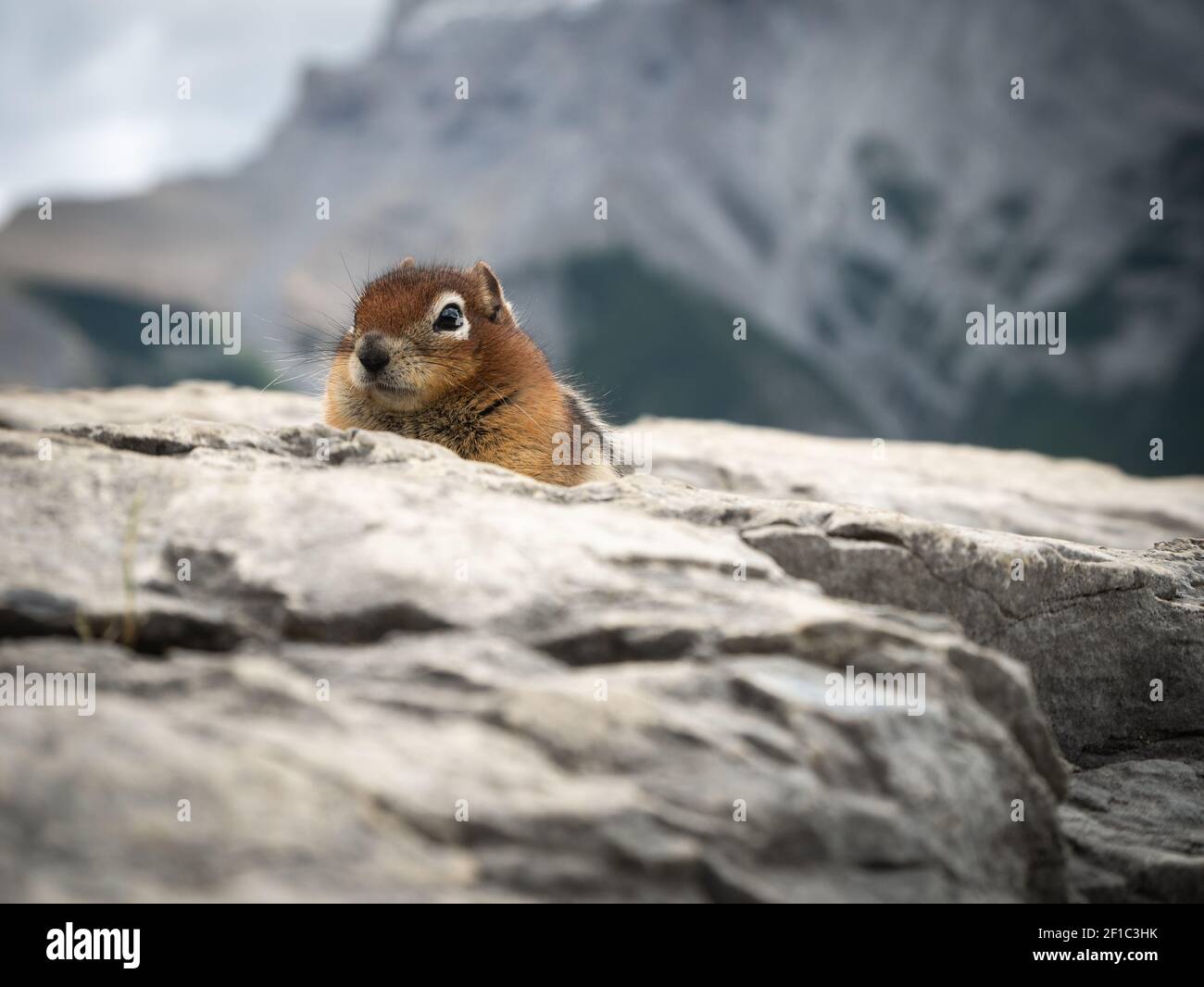 Neugierige Chipmunk Scouting, gedreht am Lake Minnewanka, Banff National Park, Alberta, Kanada Stockfoto