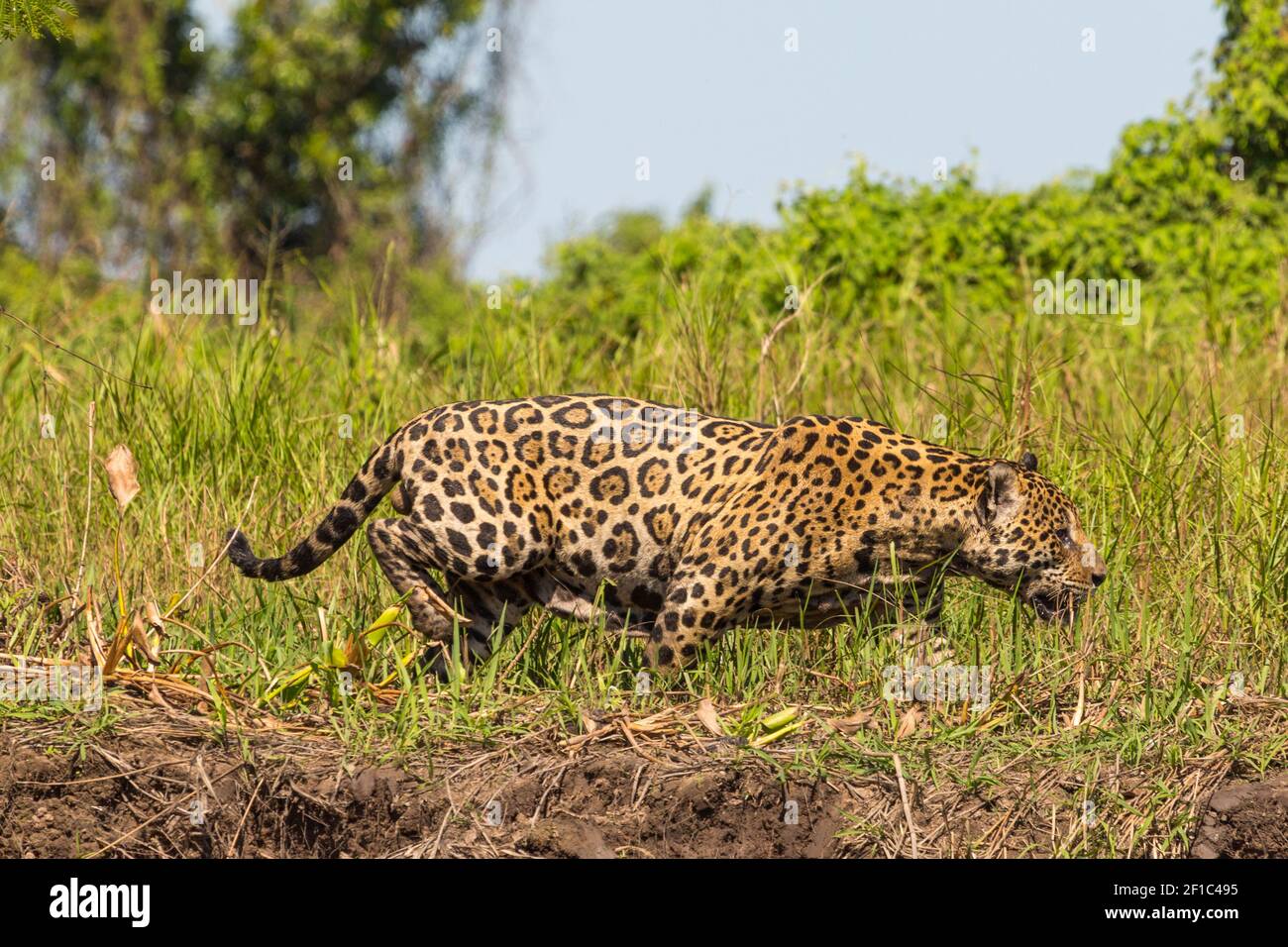 Südamerikanische Wildtiere: Jaguar auf der Suche nach Beute im brasilianischen Teil des Pantanal Stockfoto