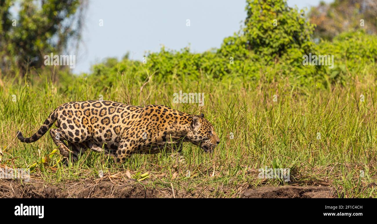 Jagd auf Jaguar entlang der Flussufer des Rio Sao Lourenco im Pantanal in Mato Grosso, Brasilien Stockfoto