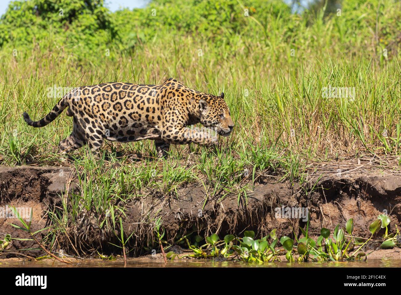 Brasilianisches Tier: Jaguar im Pantanal auf der Suche nach Beute Stockfoto