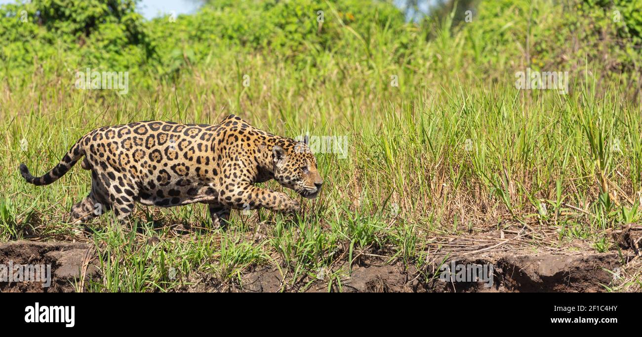 Ein Jaguar auf der Jagd nach Beute auf dem Rio Sao Lourenco im nördlichen Pantanal in Mato Grosso, Brasilien Stockfoto