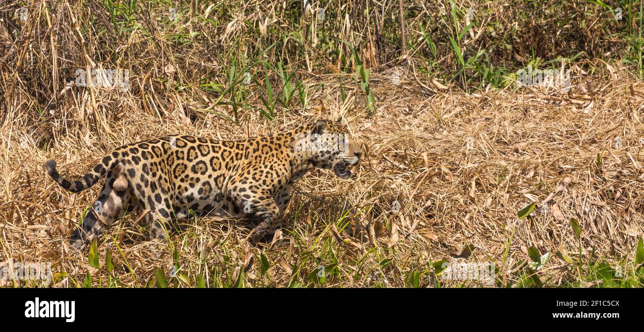 Brasilianische Tierwelt: Jaguar Jagd im nördlichen Pantanal in Mato Grosso, Brasilien Stockfoto