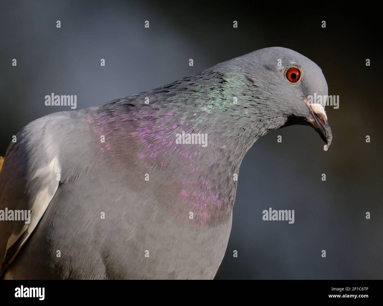 Feral Tauben (Columba livia domestica), auch Stadttauben, Stadttauben oder Straßentauben genannt, sind Tauben, die vom Hausschwein abstammen Stockfoto