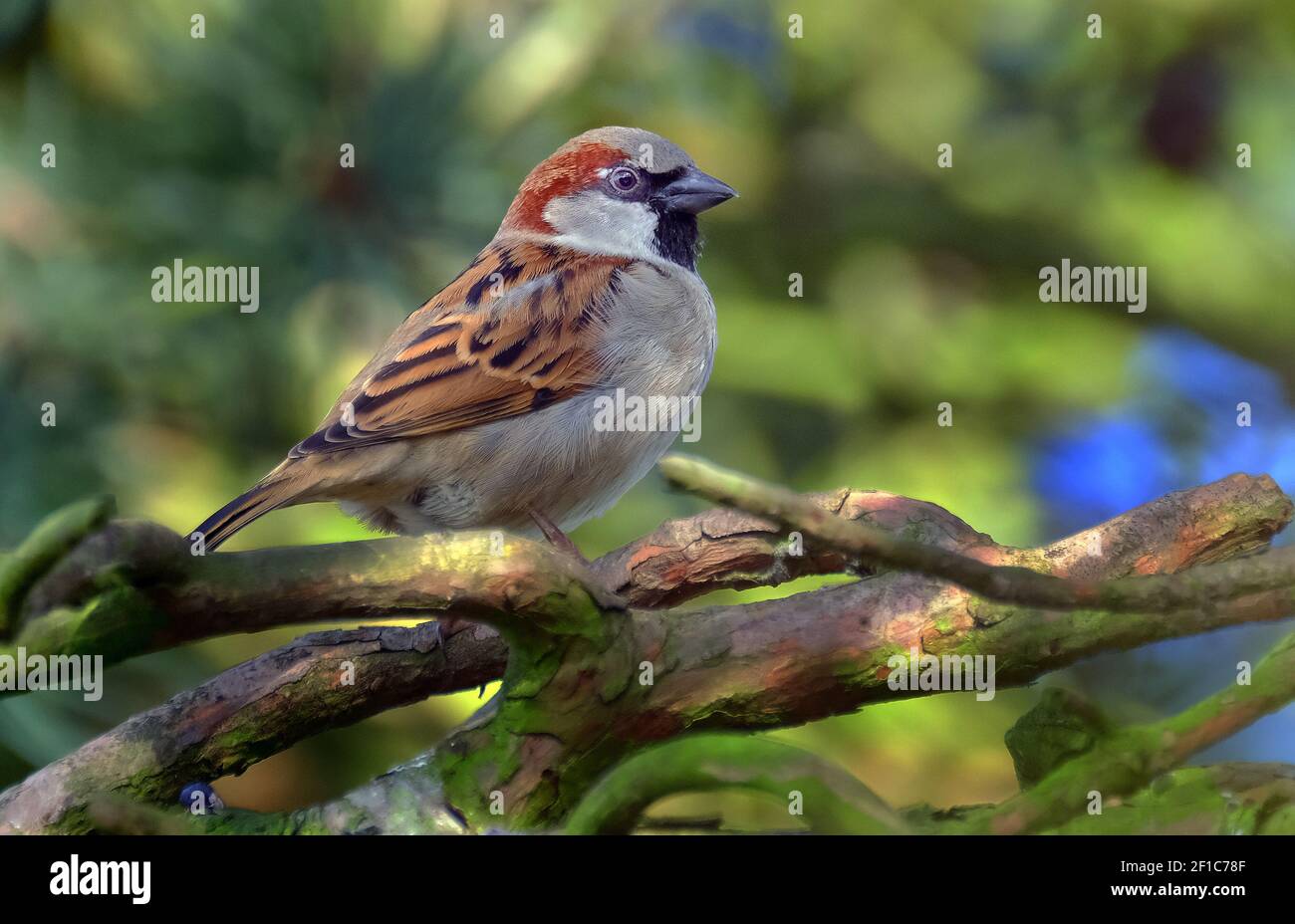 Der haussperling ist ein Vogel der SPATZ Familie Gelbhalsmaus, in den meisten Teilen der Welt gefunden. Stockfoto