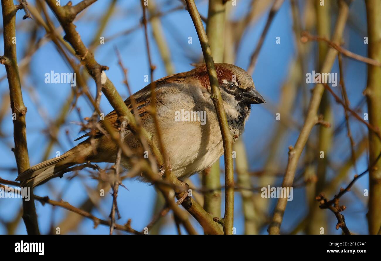 Der haussperling ist ein Vogel der SPATZ Familie Gelbhalsmaus, in den meisten Teilen der Welt gefunden. Stockfoto