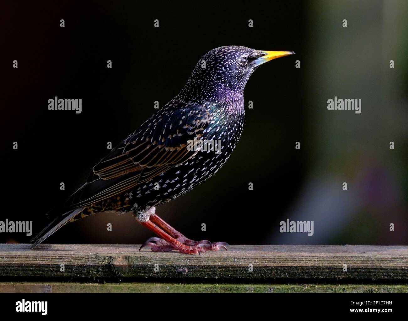 Stare sind kleine bis mittelgroße Singvögel aus der Familie Sturnidae. Der Name "Sturnidae" stammt vom lateinischen Wort für Staring, sturnus. Stockfoto