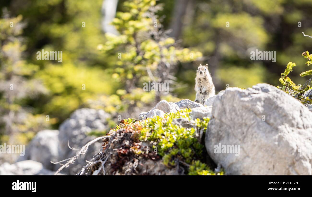 Neugieriger Chipmunk, der auf dem Felsen mitten im Wald steht, aufgenommen in Kananaskis, Alberta, Kanada Stockfoto
