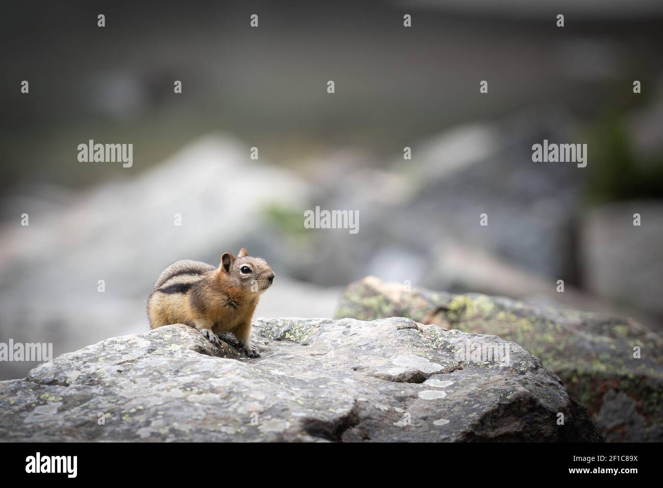 Neugierige Chipmunk erkunden, erschossen am Lake Louise, Banff National Park, Kanada Stockfoto