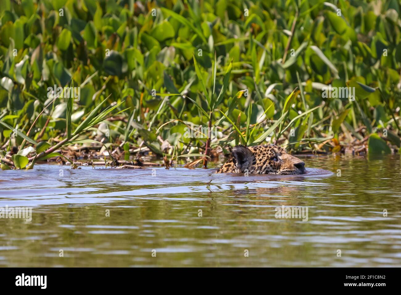 Jaguar Schwimmen im Rio Sao Lourenco im Pantanal in Mato Grosso, Brasilien Stockfoto