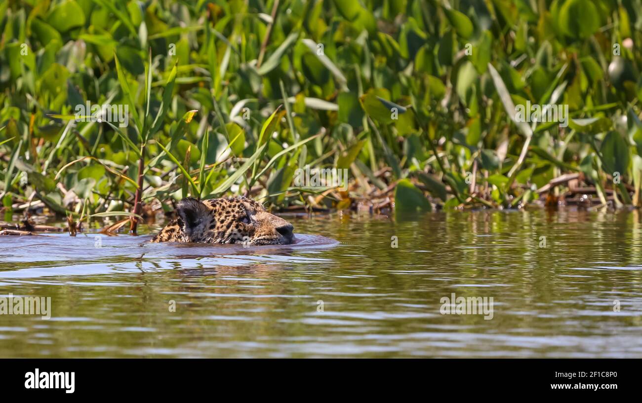 Jaguar schwimmend in einem Fluss mit nur dem Kopf sichtbar im Pantanal in Mato Grosso, Brasilien Stockfoto