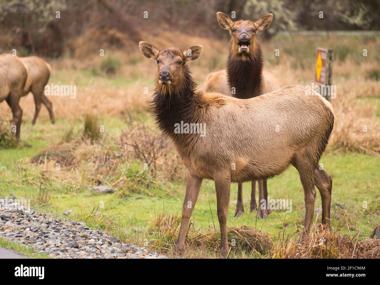 Elchweibchen, die den Regen Nordkalifornien verwittern Stockfoto