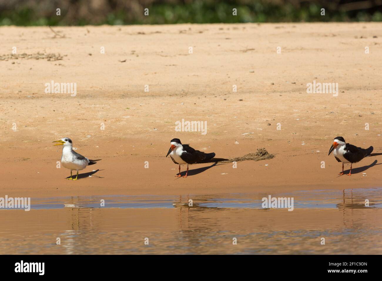 Zwei Black Skimmer (rechts) und eine Large-Billd Tern (links) auf dem Rio Sao Lourenco im nördlichen Pantanal in Mato Grosso, Brasilien Stockfoto