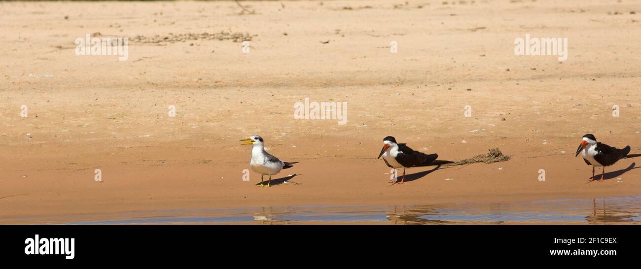 Einige Black Skimmer im Pantanal in Mato Grosso, Brasilien Stockfoto