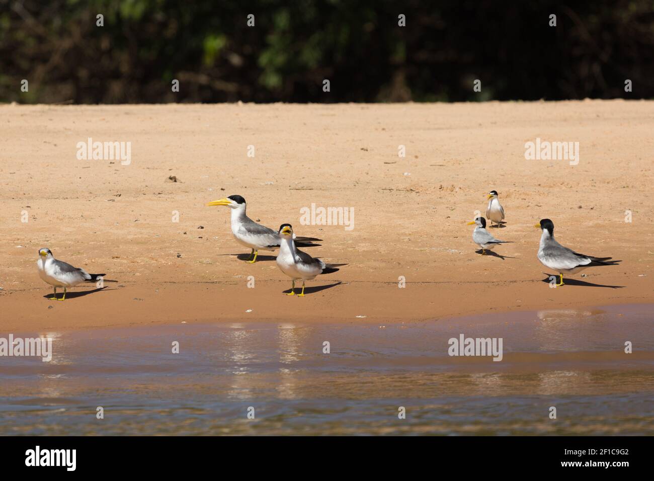 Gruppe von Großschnabelwesen am Ufer des Rio Sao Lourenco im nördlichen Pantanal in Mato Grosso, Brasilien Stockfoto