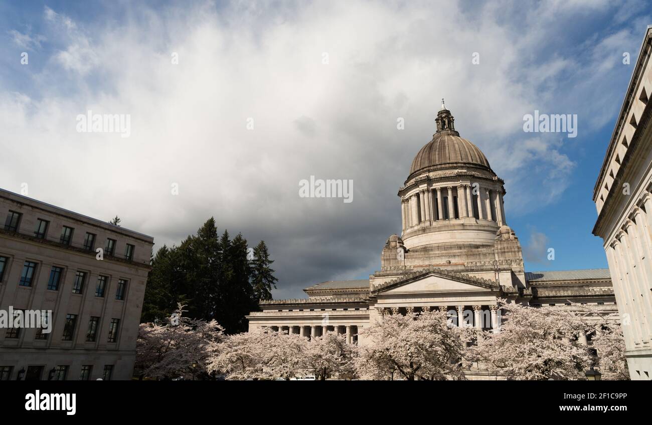 Washington State Capital Building Olympia Springtime Cherry Blossoms Stockfoto