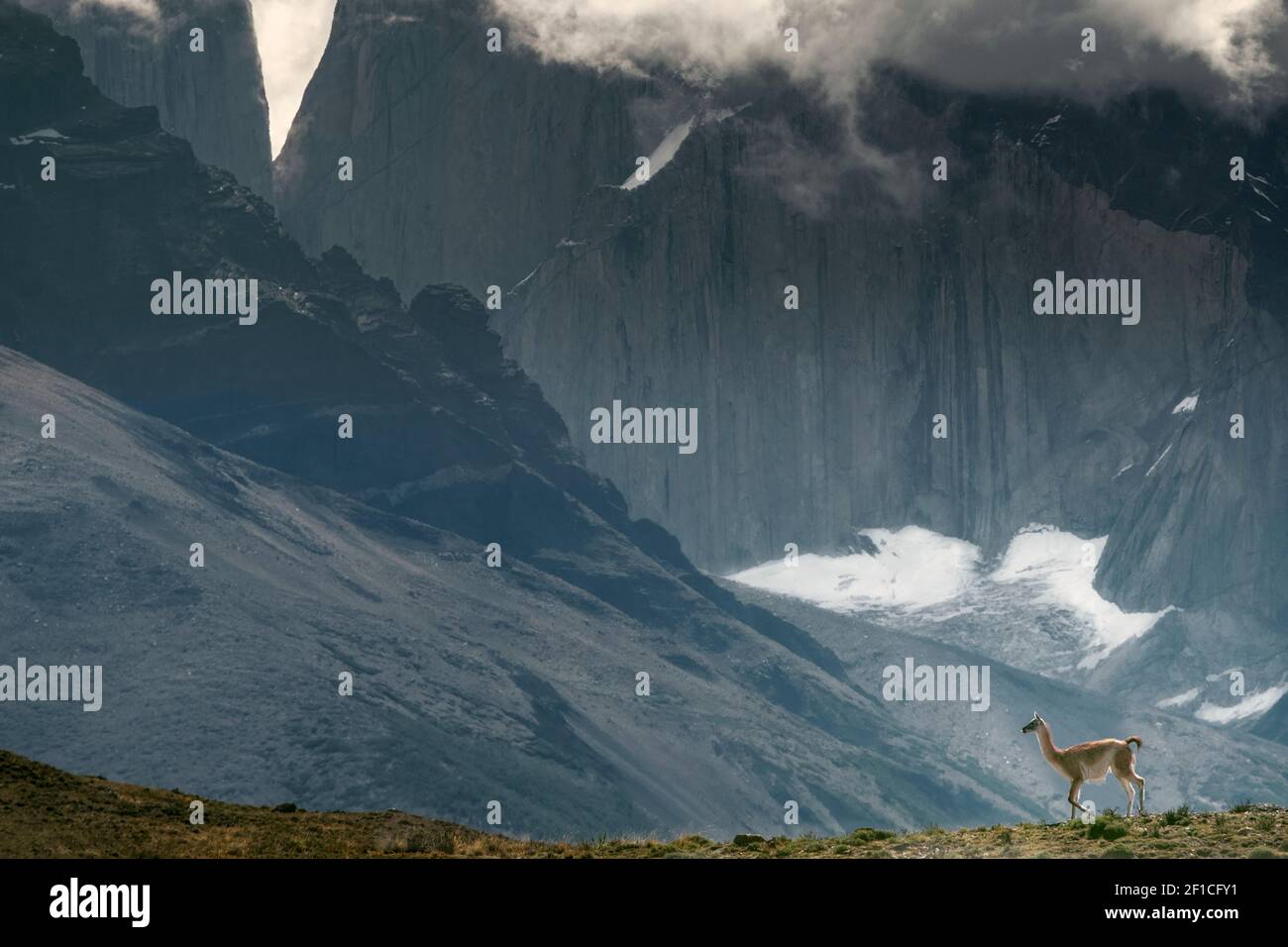 Nationalpark Torres del Paine, Patagonien, Chile, Südamerika. Ein Guanaco steht gegen eine dramatische Berglandschaft mit einem Gletscher, keine Menschen Stockfoto