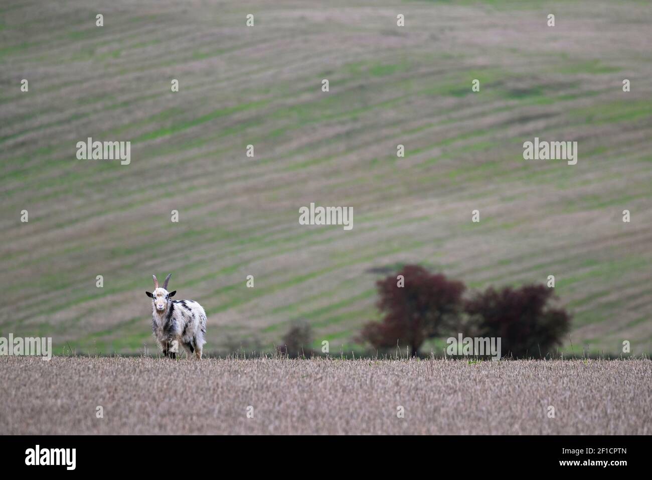 Wildziege (Capra aegagrus hircus), auf Stoppeln Feld, Cheviot Hills, Northumberland, Großbritannien Stockfoto