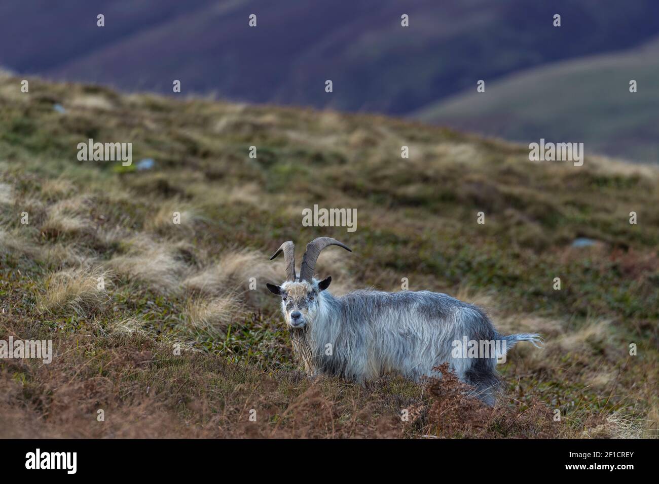 Wildziege (Capra aegagrus hircus), Cheviot Hills, Northumberland, Großbritannien Stockfoto