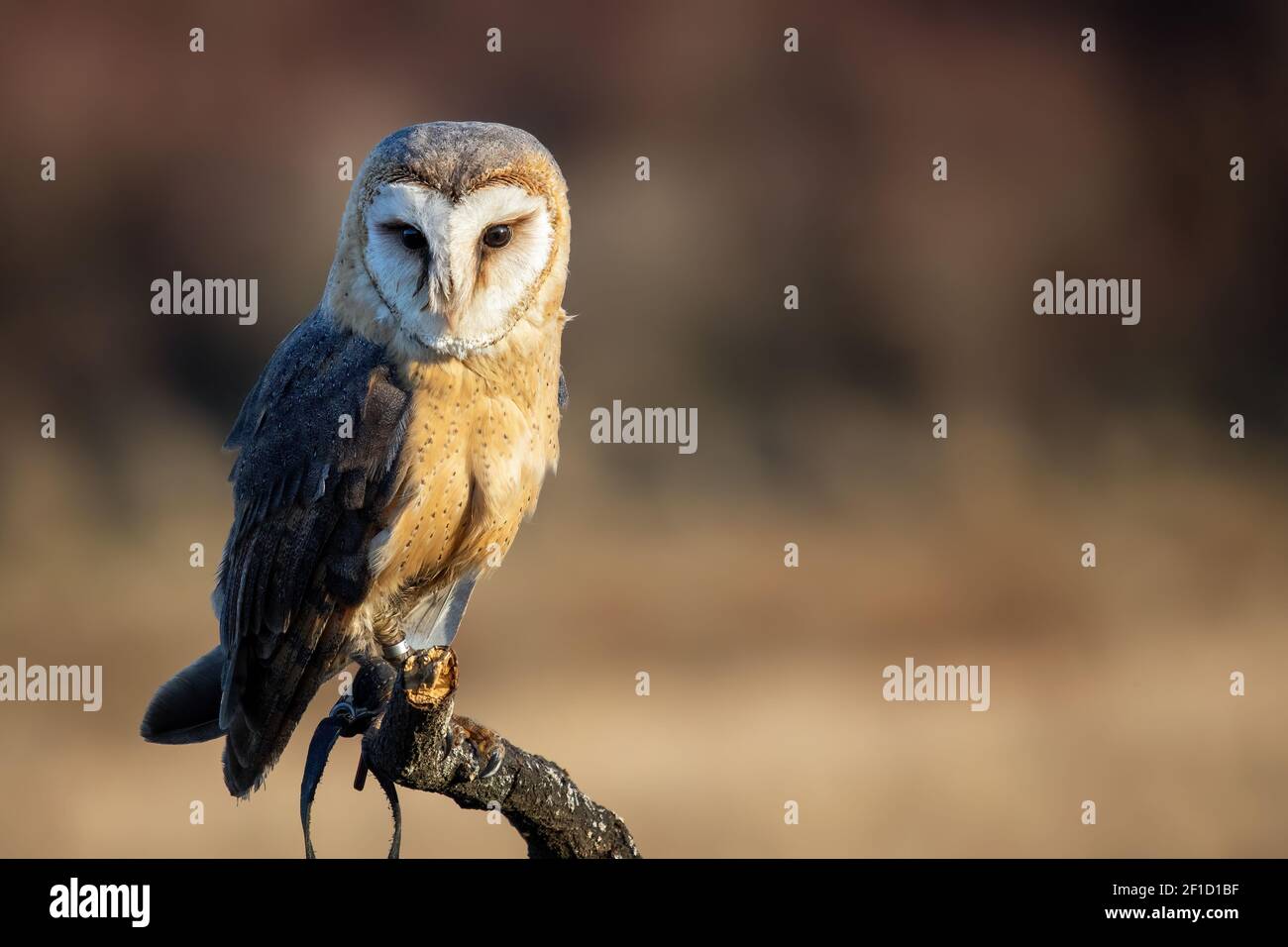 Scheune Owl sitzt auf einem toten Baum mit verschwommenem Hintergrund. Geringe Schärfentiefe. Falknerei-Thema Stockfoto