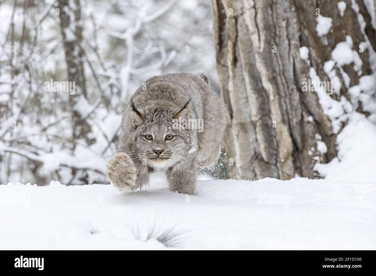 Bobcat Im Schnee Stockfoto