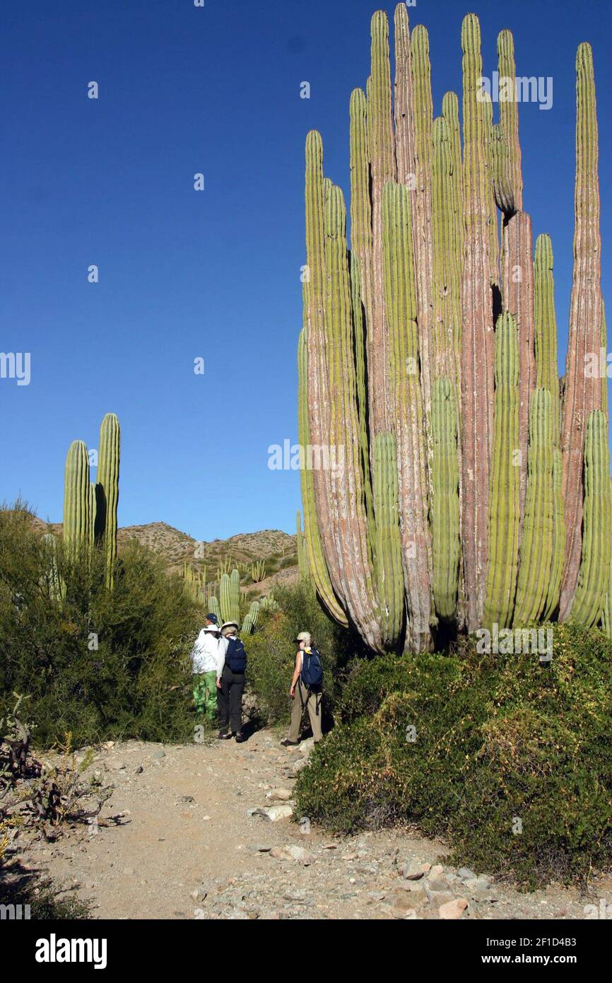 Der riesige Kardankaktus, der grte Kaktus der Welt, befindet sich in den  Wsten der Peninusula Baja California. (Foto von Tom Uhlenbrock/St. Louis  Post-Dispatch/MCT/Sipa USA Stockfotografie - Alamy