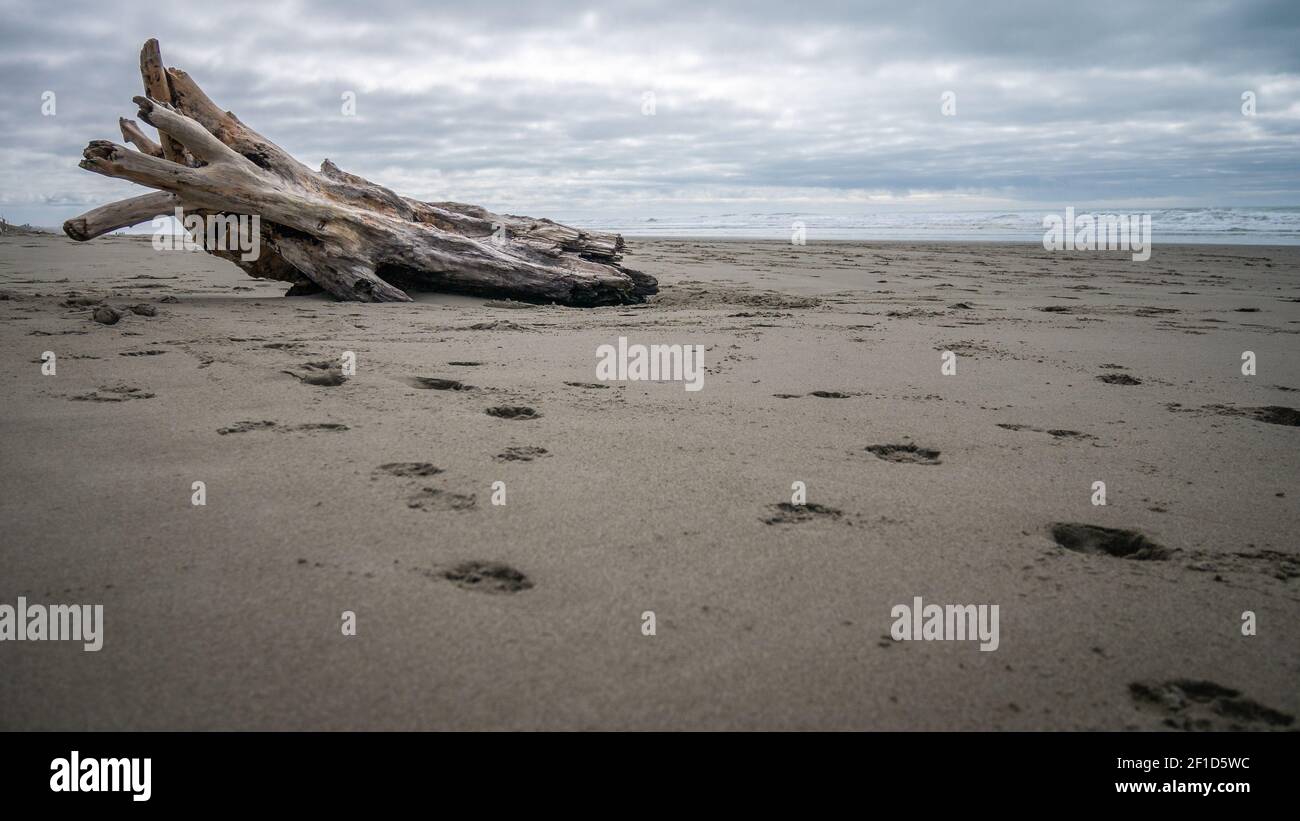 Strand immer noch mit verlassenen Baumstamm, Aufnahme während bewölktem Tag am New Brighton Beach, Christchurch, Neuseeland Stockfoto