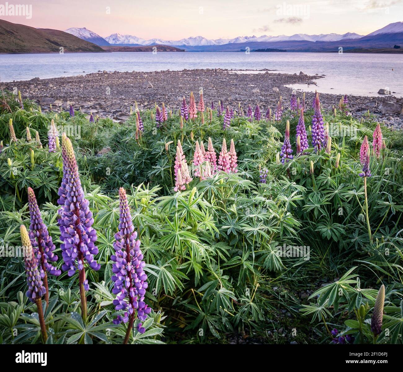 Farbenfroher Sonnenaufgang mit Lupinen im Vordergrund, aufgenommen am Lake Tekapo, Neuseeland Stockfoto