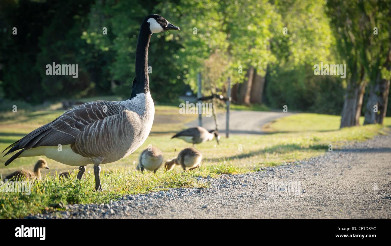 Gans mit seinen Jungen im Stadtpark an warmen, sonnigen Morgen. Gedreht in Te Anau, Fiordland National Park, Neuseeland Stockfoto