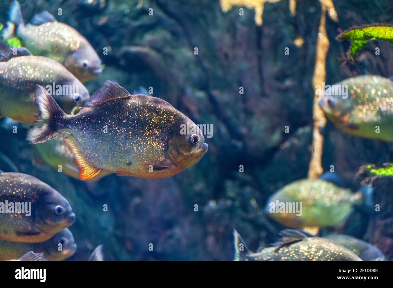 Pygocentrus Nattereri Piranha Fisch Unterwasser Nahaufnahme Portr t 