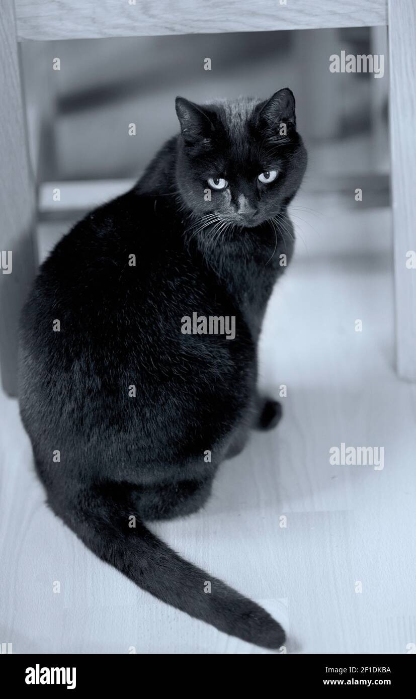 schwarze Hauskatze Stockfoto