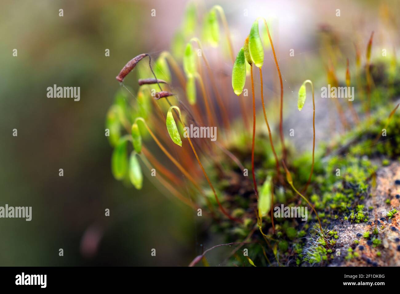 Moos an der Steinwand mit grünen Samenkapseln. In Sussex, England, Großbritannien. Stockfoto