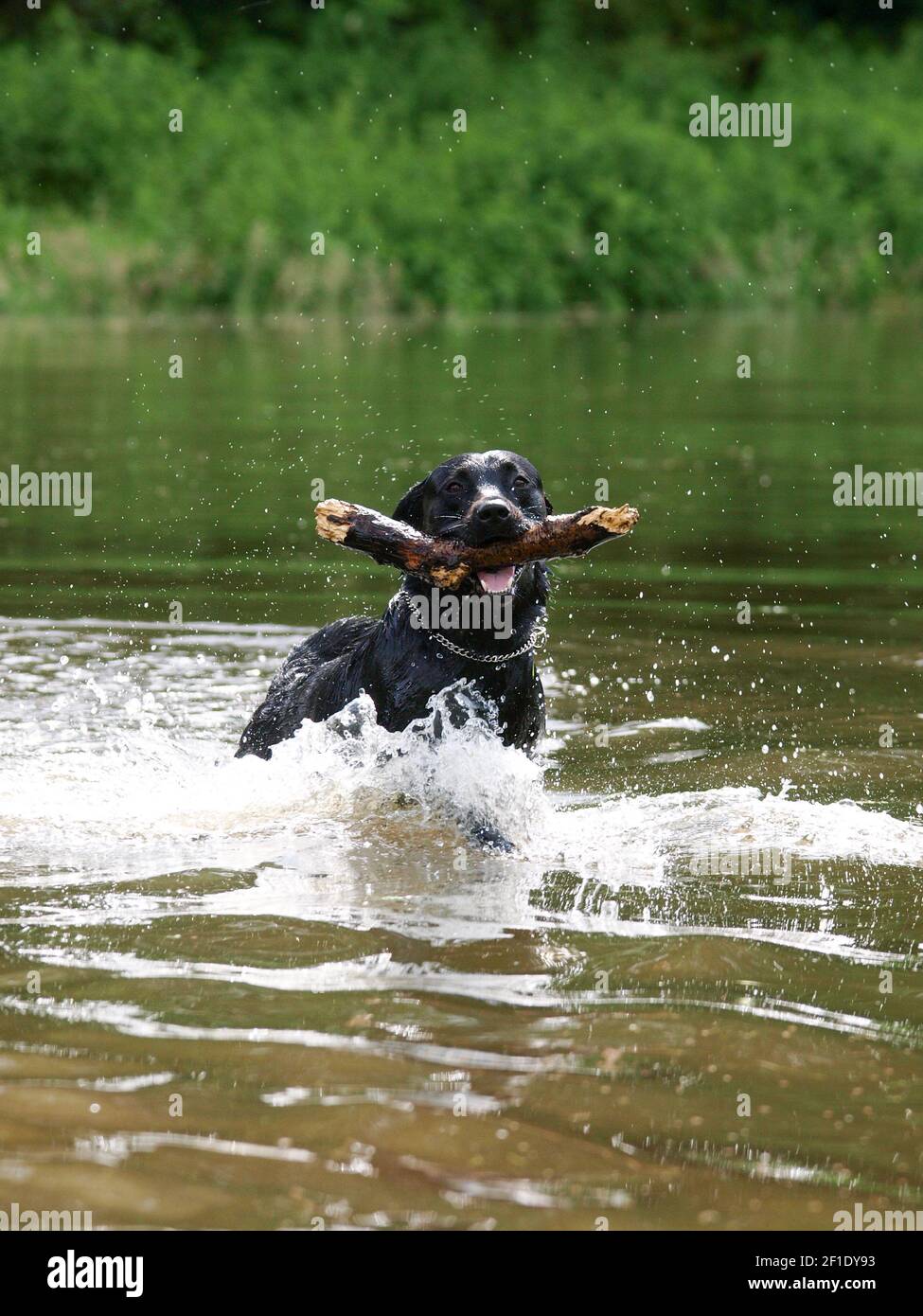 Ein schwarzer Hund spielt mit einem Stock im Wasser. Stockfoto