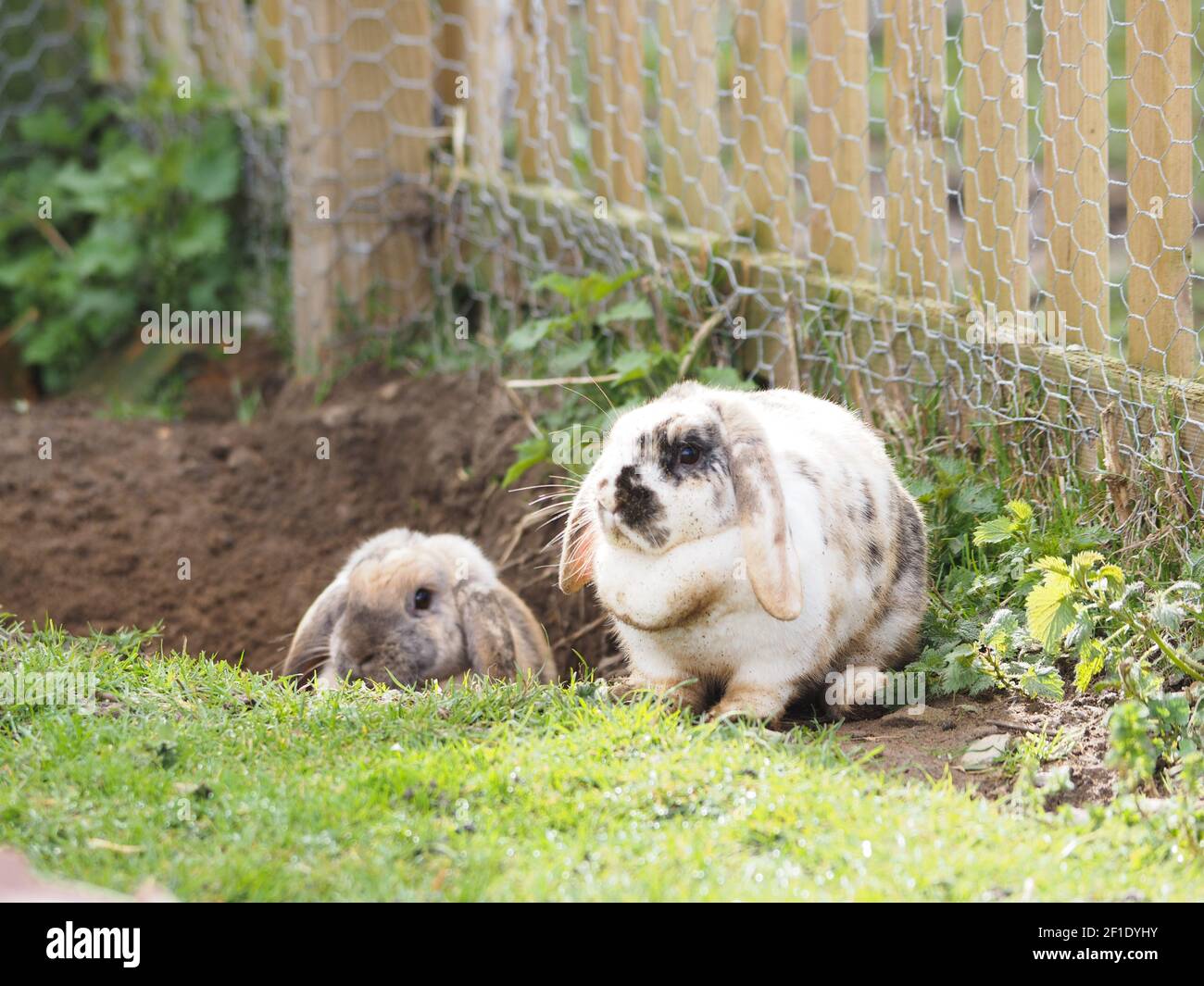 Zwei Tierkaninchen mit loppohrigen Ohren sitzen in einem Garten. Stockfoto