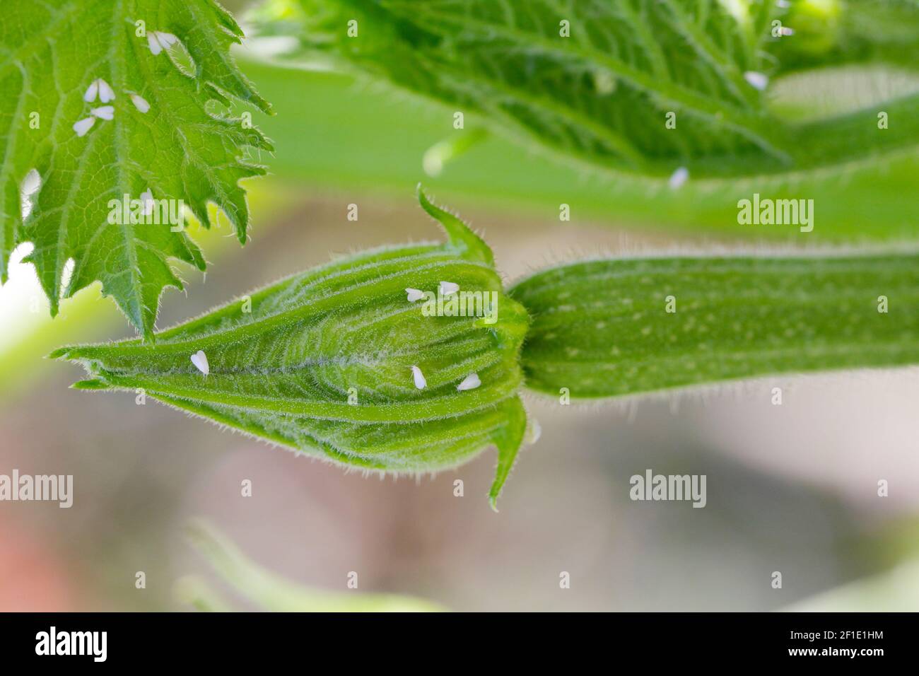 Silberleaf-Weißwurz, Bemisia tabaci (Hemiptera: Aleyrodidae) ist eine wichtige landwirtschaftliche Schädlingsbekämpfungsmittel. Insekten auf den Zucchini. Stockfoto