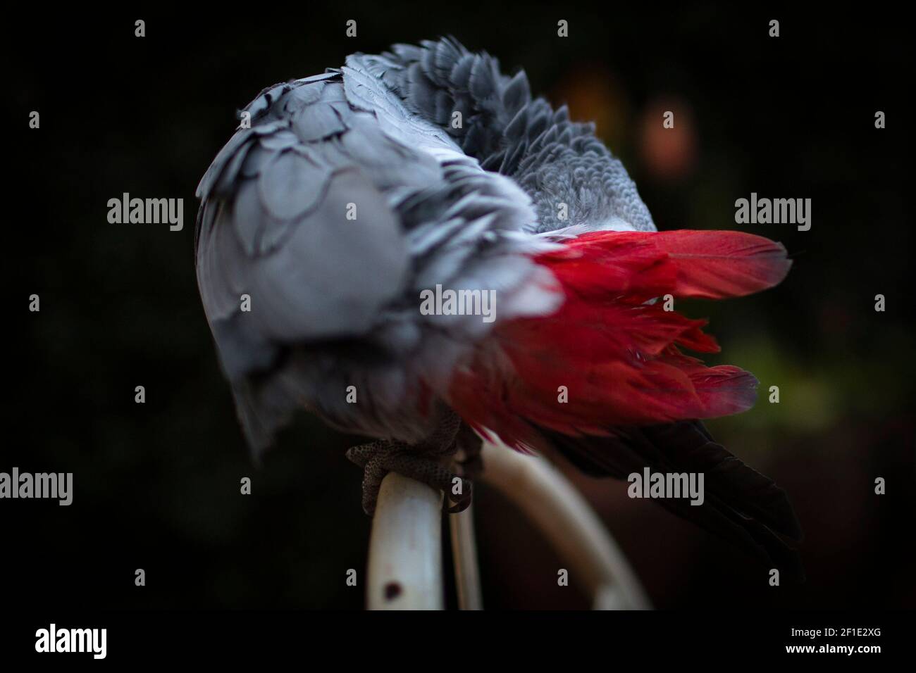 Graupapagei Stockfoto