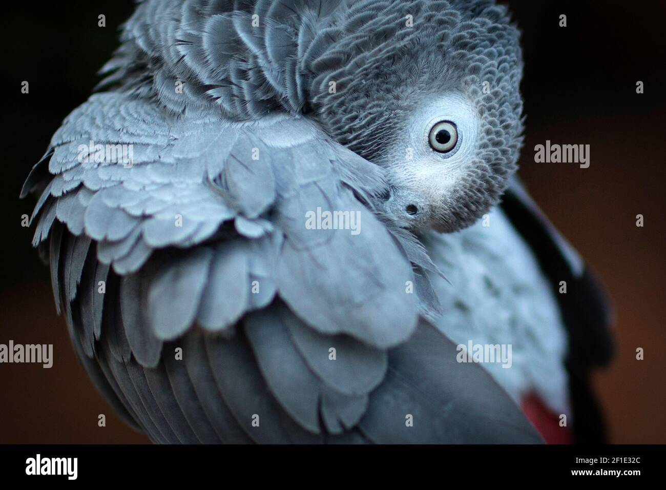 Graupapagei Stockfoto