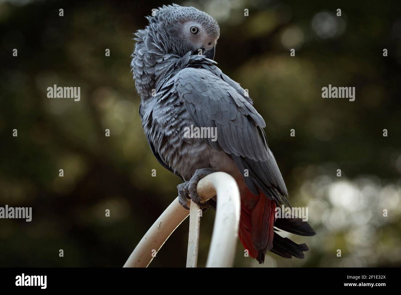 Graupapagei Stockfoto