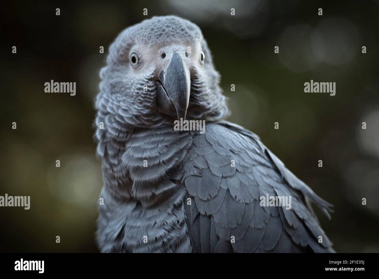 Graupapagei Stockfoto