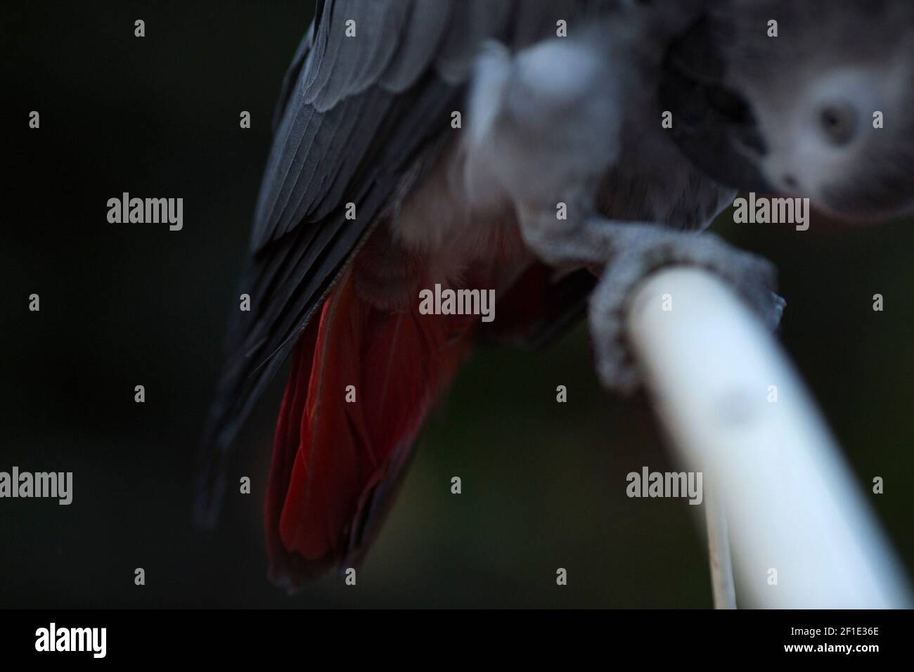 Graupapagei Stockfoto