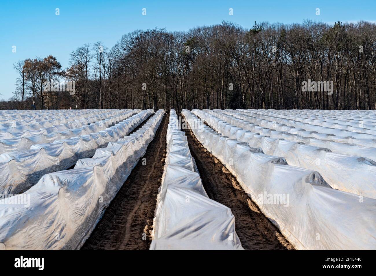 Niederrheinlandwirtschaft, Frühsaison, Spargelanbau im Frühjahr, unter Plastikfolie, Folientunnel, Spargelfeld, Landschaft unter Plastik Stockfoto