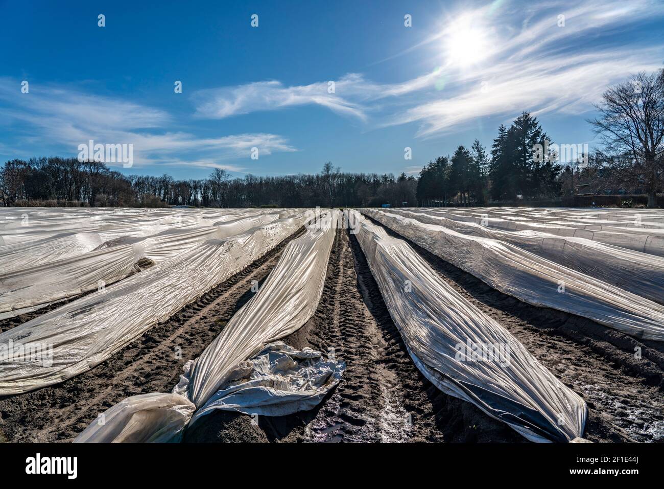 Niederrheinlandwirtschaft, Frühsaison, Spargelanbau im Frühjahr, unter Plastikfolie, Folientunnel, Spargelfeld, Landschaft unter Plastik Stockfoto